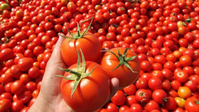  fotoğrafı